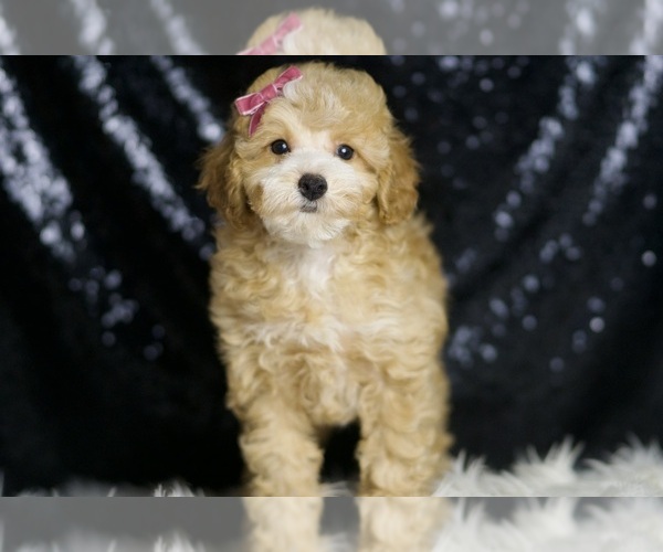 Medium Photo #4 Poodle (Toy) Puppy For Sale in WARSAW, IN, USA
