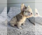 Small #3 French Bulldog