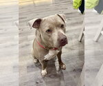 Small #30 American Staffordshire Terrier Mix