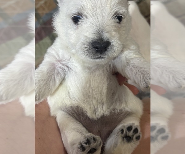 Medium Photo #2 West Highland White Terrier Puppy For Sale in VILLE PLATTE, LA, USA