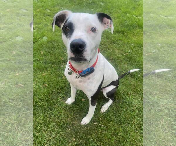 Medium Photo #1 American Pit Bull Terrier-Unknown Mix Puppy For Sale in Catasauqua, PA, USA