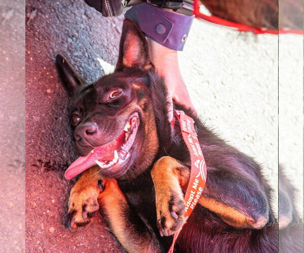 Medium Photo #7 Rat Terrier-Unknown Mix Puppy For Sale in Canton, CT, USA