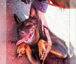 Small #6 Rat Terrier Mix