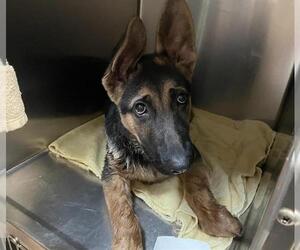 German Shepherd Dog Dogs for adoption in Pasadena, CA, USA