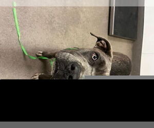 Mutt Dogs for adoption in HESPERIA, CA, USA