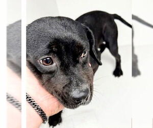 Labrador Retriever-Unknown Mix Dogs for adoption in Houston, TX, USA