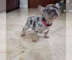 Puppy 3 French Bulldog