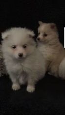 Pomeranian Dogs for adoption in AUSTIN, TX, USA