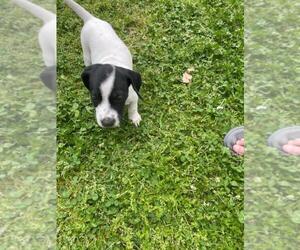 German Shorthaired Pointer Puppy for sale in SANFORD, NC, USA