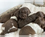 Small Photo #1 Labradoodle Puppy For Sale in CRESTLINE, OH, USA