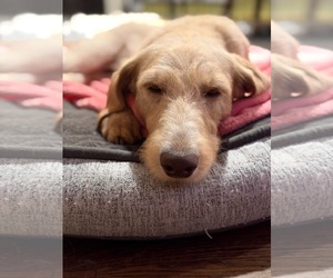 Ivy - Female Labradoodle Dog for Adoption - Photo #3