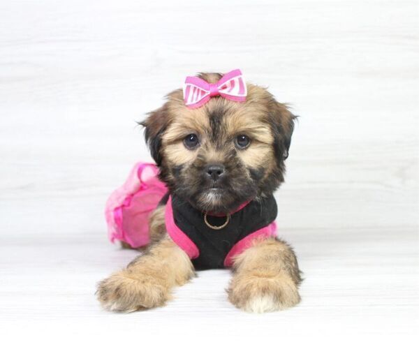 Medium Photo #1 Zuchon Puppy For Sale in LAS VEGAS, NV, USA