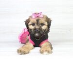 Small Photo #1 Zuchon Puppy For Sale in LAS VEGAS, NV, USA