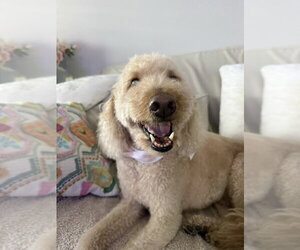 Labrador Retriever Dogs for adoption in oakland, FL, USA