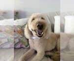 Small Labrador Retriever