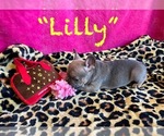 Small #2 French Bulldog