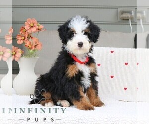 Bernedoodle (Miniature) Puppy for sale in PARKESBURG, PA, USA