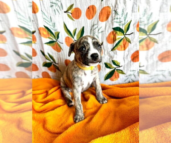 Medium Photo #2 Mutt Puppy For Sale in OKLAHOMA CITY, OK, USA