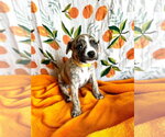 Small #1 Mutt