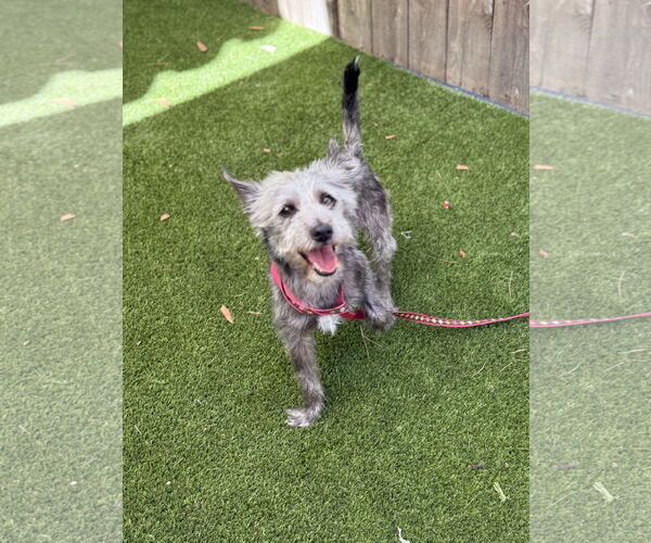 Medium Photo #2 Cairn Terrier-Unknown Mix Puppy For Sale in Mission Viejo, CA, USA