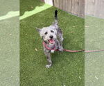 Small #1 Cairn Terrier Mix