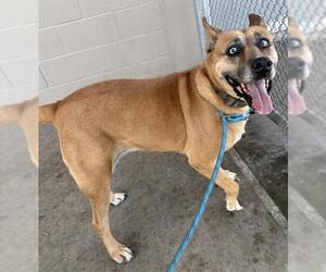 Black Mouth Cur Dogs for adoption in Baytown, TX, USA