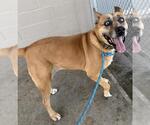 Small Black Mouth Cur