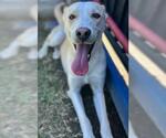 Small #1 Siberian Husky Mix