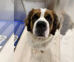Small Saint Bernard