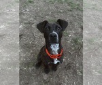 Small #3 Mountain Cur Mix