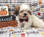Small Photo #10 Lhasa Apso Puppy For Sale in LAKELAND, FL, USA