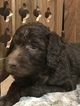 Small Photo #6 Aussiedoodle Puppy For Sale in RANDLEMAN, NC, USA