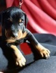 Small Photo #9 Doberman Pinscher Puppy For Sale in CHICAGO, IL, USA