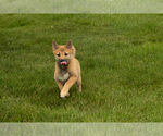 Small Photo #42 Shiba Inu Puppy For Sale in MILLERSBURG, IN, USA