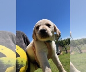Labrador Retriever Puppy for Sale in MAYSVILLE, Georgia USA