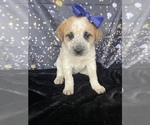 Small #1 Australian Cattle Dog-Great Pyrenees Mix