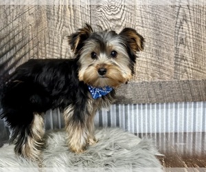 Yorkshire Terrier Puppy for sale in NAPPANEE, IN, USA