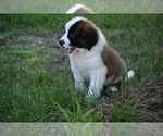 Small Photo #2 Saint Bernard Puppy For Sale in AVALON, MO, USA