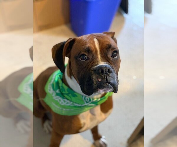 Medium Photo #20 Boxer Puppy For Sale in Burnsville, MN, USA
