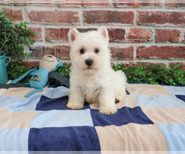 Medium Photo #4 West Highland White Terrier Puppy For Sale in SYRACUSE, IN, USA