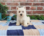 Small #3 West Highland White Terrier