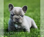 Small French Bulldog