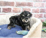 Small #2 Schnauzer (Miniature)