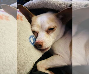 Chihuahua Dogs for adoption in Mundelein, IL, USA