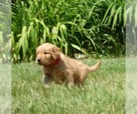 Small #3 Golden Retriever