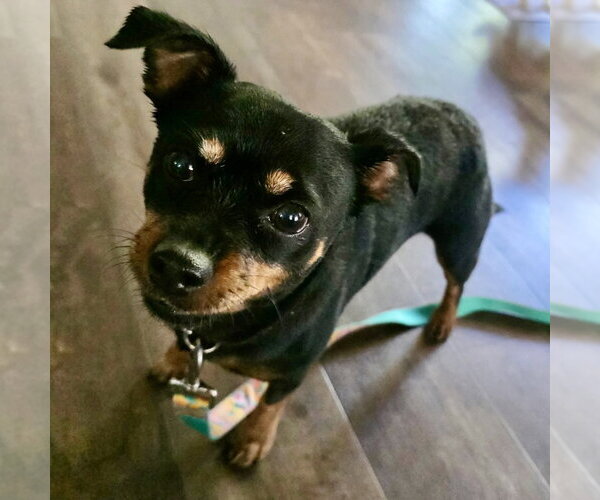 Medium Photo #2 Chiweenie Puppy For Sale in Batavia, OH, USA