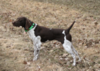 Small Photo #1 German Shorthaired Pointer Puppy For Sale in WOODSTOCK, CT, USA