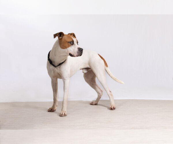 Medium Photo #6 Mutt Puppy For Sale in Rowlett, TX, USA