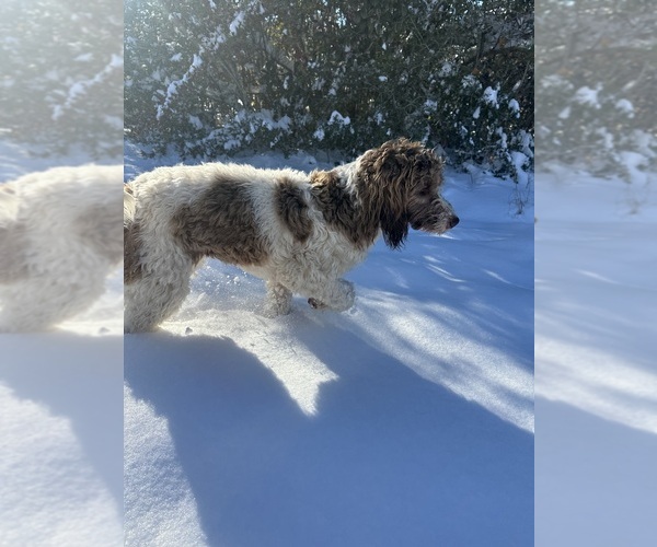 Medium Photo #1 Goldendoodle Puppy For Sale in ANDALUSIA, AL, USA