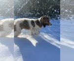 Small Photo #1 Goldendoodle Puppy For Sale in ANDALUSIA, AL, USA